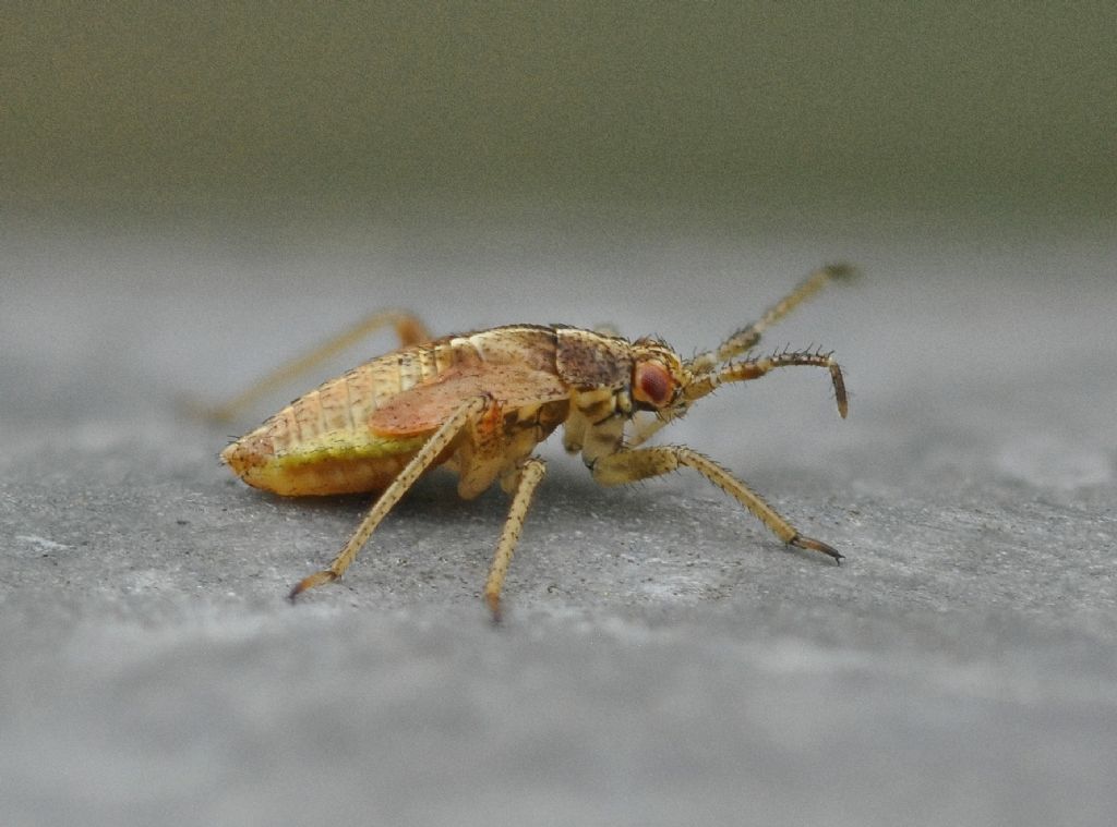 ninfe di Rhopalidae?  No, di Miridae: Harpocera thoracica